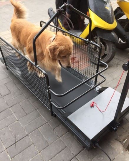 dog walking machine
